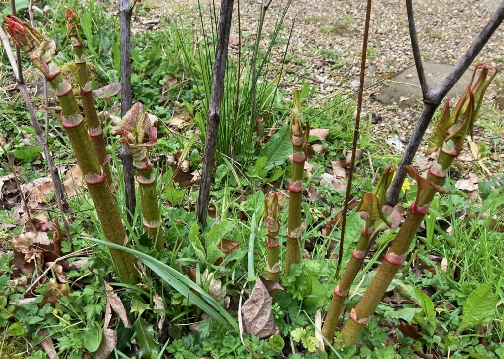 Early Japanese knotweed shoots with an asparagus-like appearance