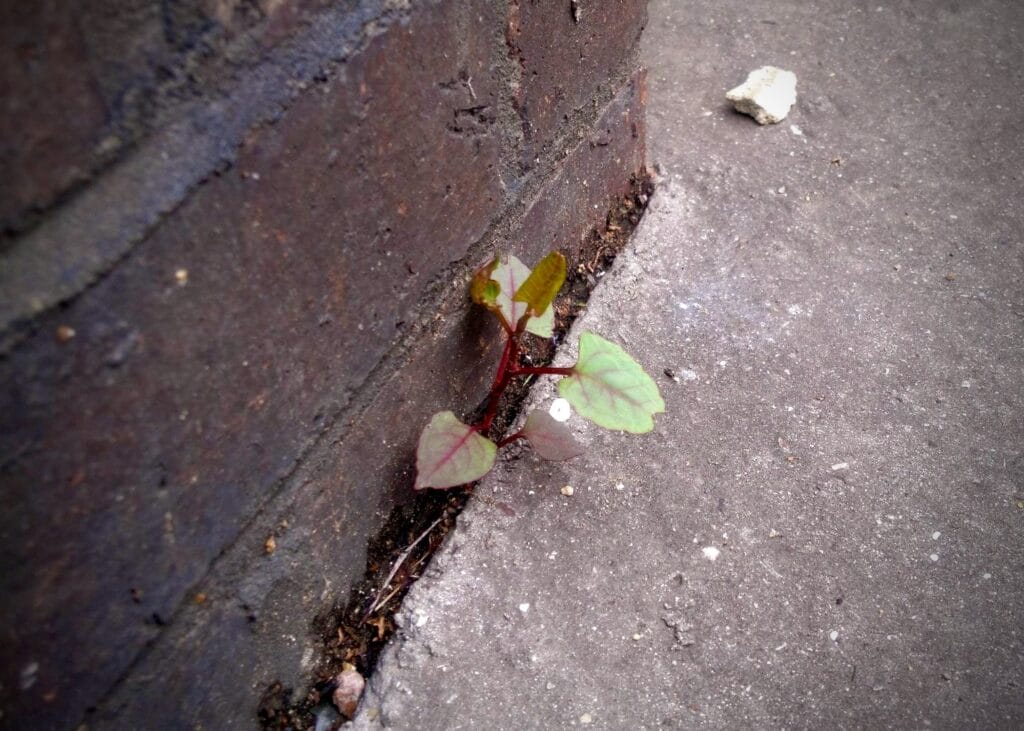 Young Japanese knotweed growing beside building foundations