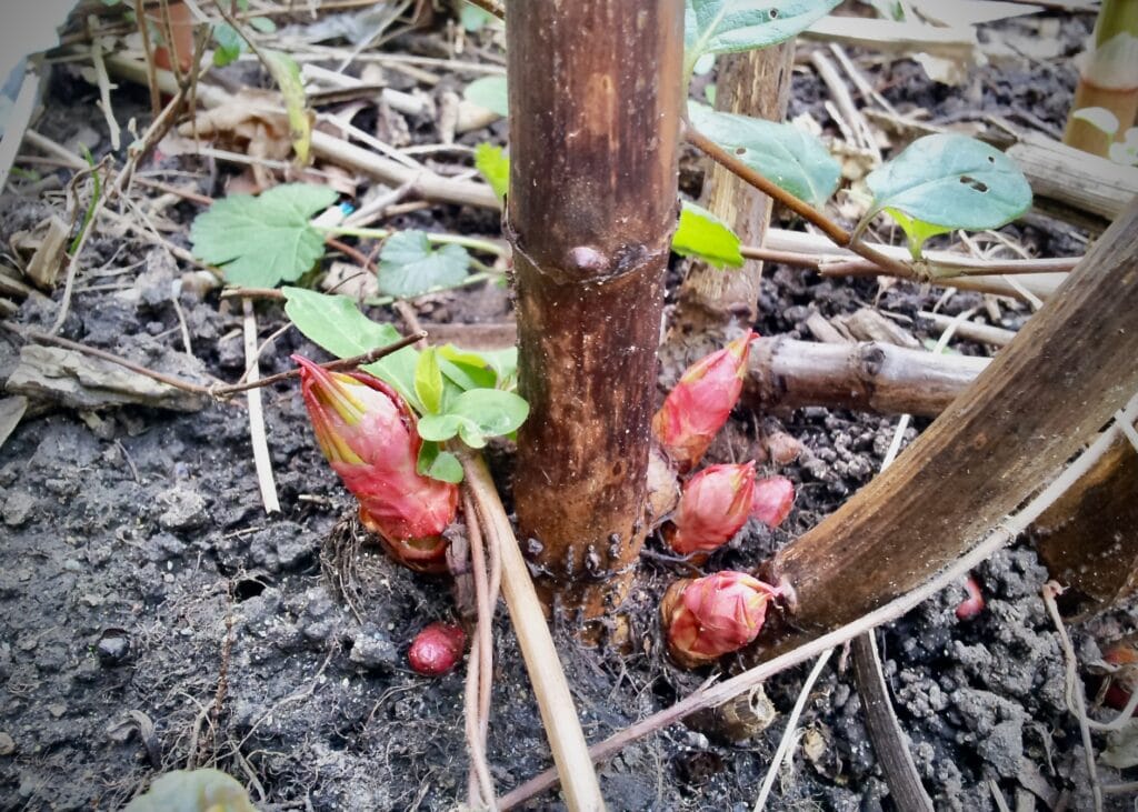 Crown of Japanese knotweed with buds emerging early in the season 