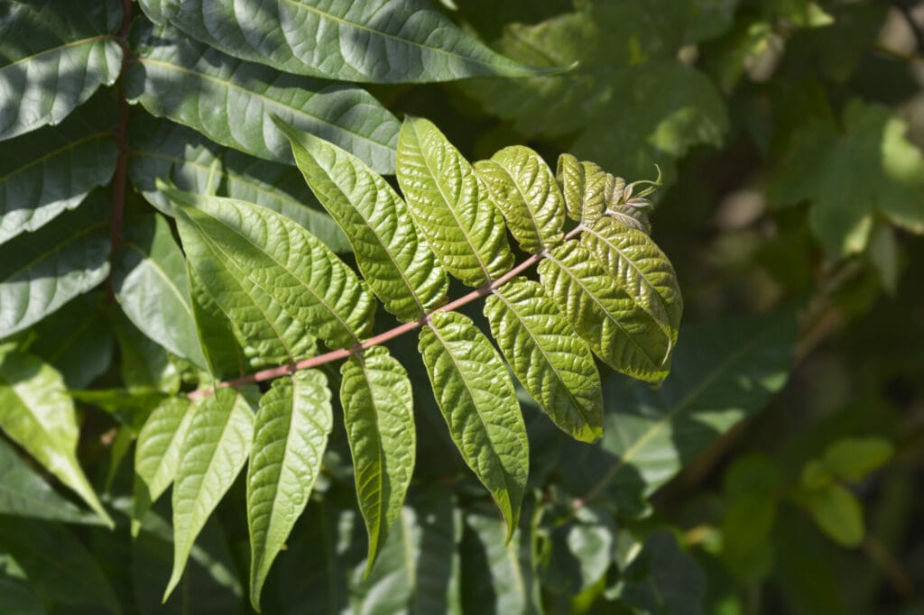 Close up of tree of heaven (Ailanthus altissima) leaves