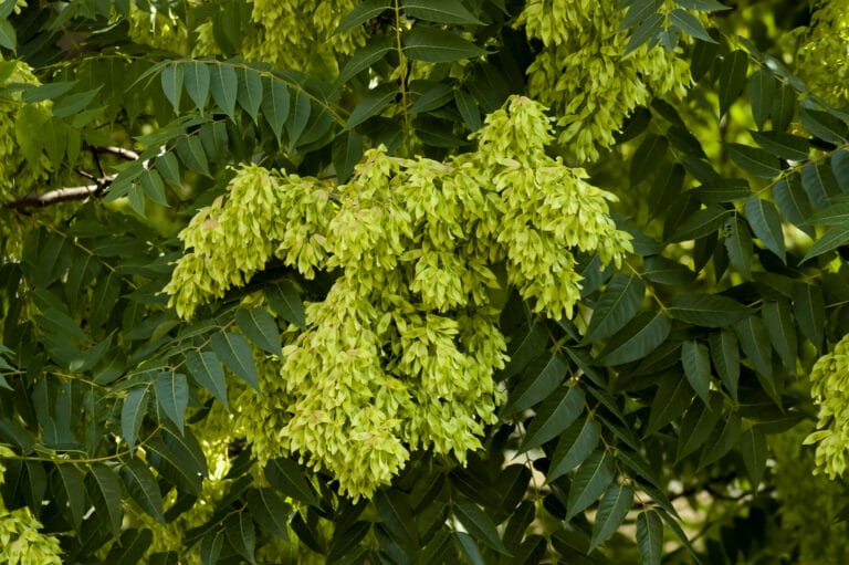 Leaves and seeds of tree of heaven (Ailanthus altissima)