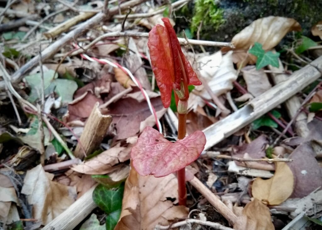 Young knotweed stem with pinkish appearance
